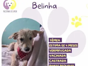 Cachorro raça SRD-ViraLata idade 2 a 6 meses nome Belinha