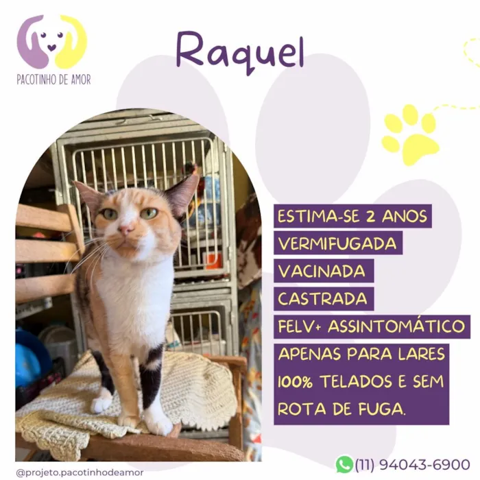 Gato raça SRD-ViraLata idade 2 anos nome Raquel