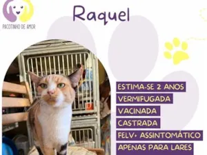Gato raça SRD-ViraLata idade 2 anos nome Raquel