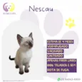 Nescau