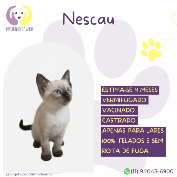 Gato raça SRD-ViraLata idade 2 a 6 meses nome Nescau