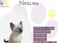 Nescau