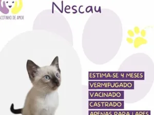 Gato raça SRD-ViraLata idade 2 a 6 meses nome Nescau