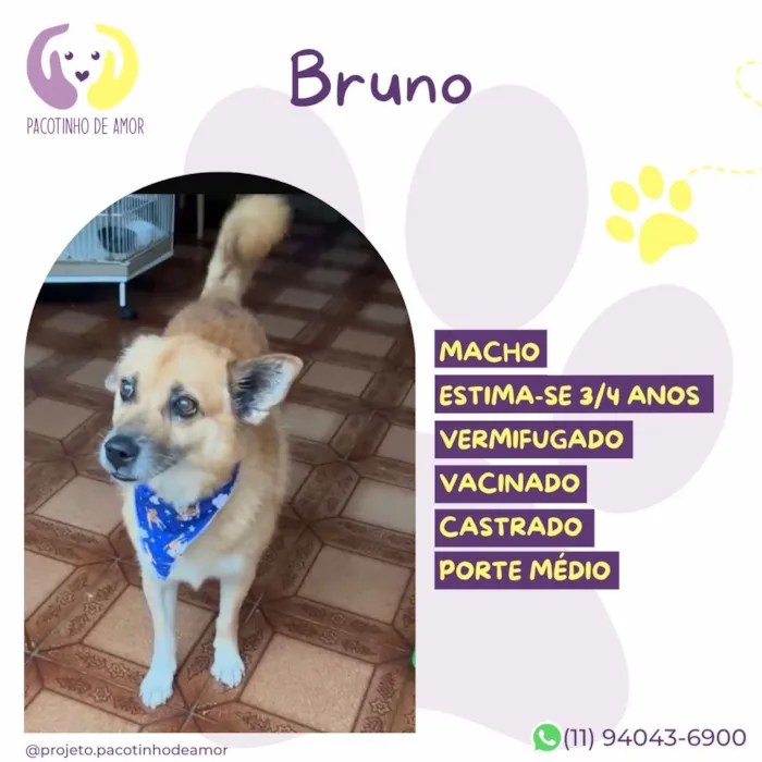 Cachorro raça SRD-ViraLata idade 3 anos nome Bruno