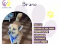 Bruno