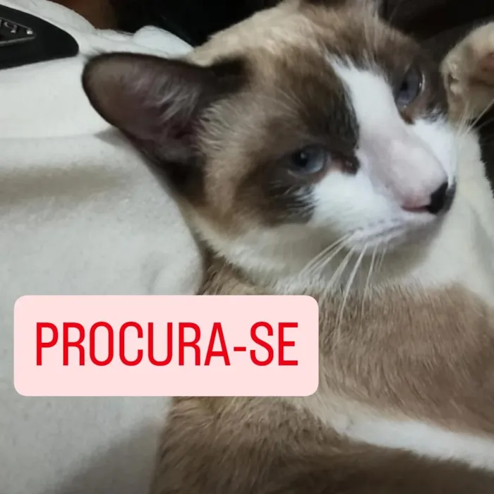 Gato raça Siamês idade 2 a 6 meses nome Bolinha