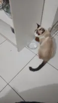Bolinha