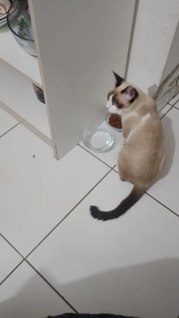 Gato raça Siamês idade 2 a 6 meses nome Bolinha