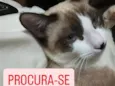 Bolinha