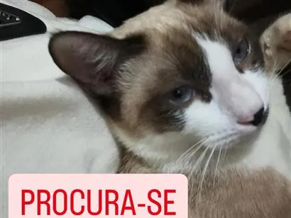 Gato raça Siamês idade 2 a 6 meses nome Bolinha
