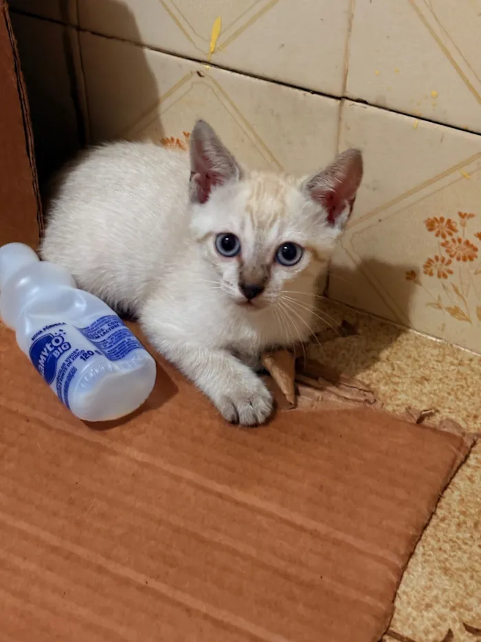 Gato raça Siamês idade Abaixo de 2 meses nome Ainda não possui nomes