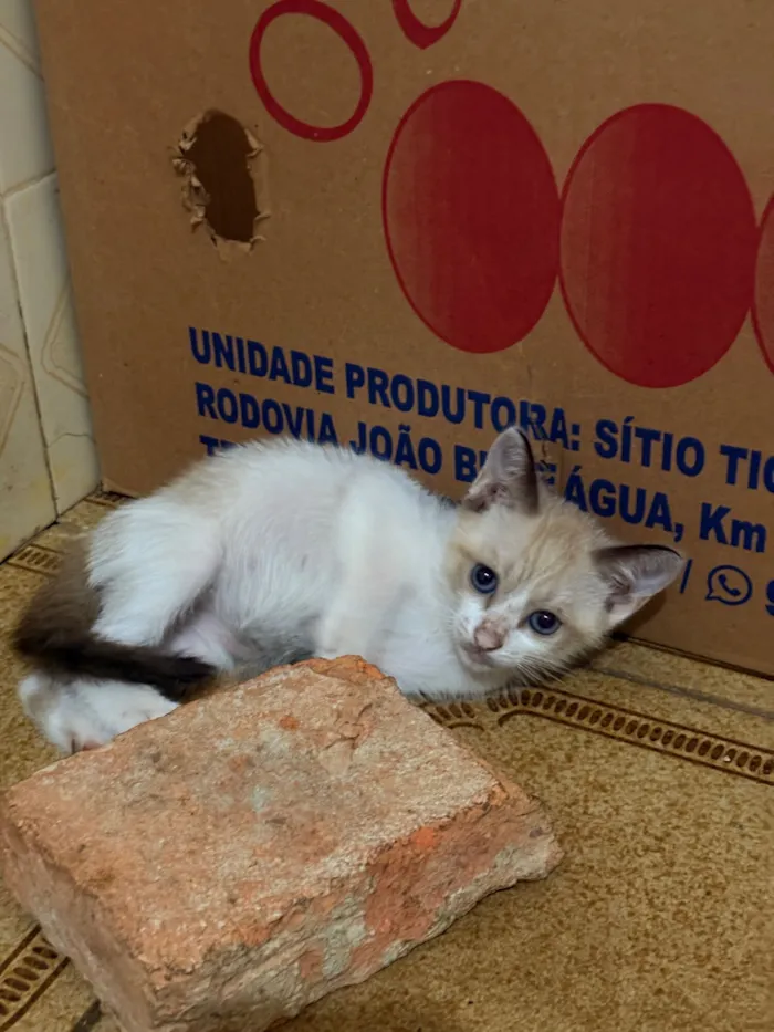 Gato raça Siamês idade Abaixo de 2 meses nome Ainda não possui nomes