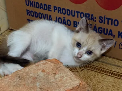 Gato raça Siamês idade Abaixo de 2 meses nome Ainda não possui nomes