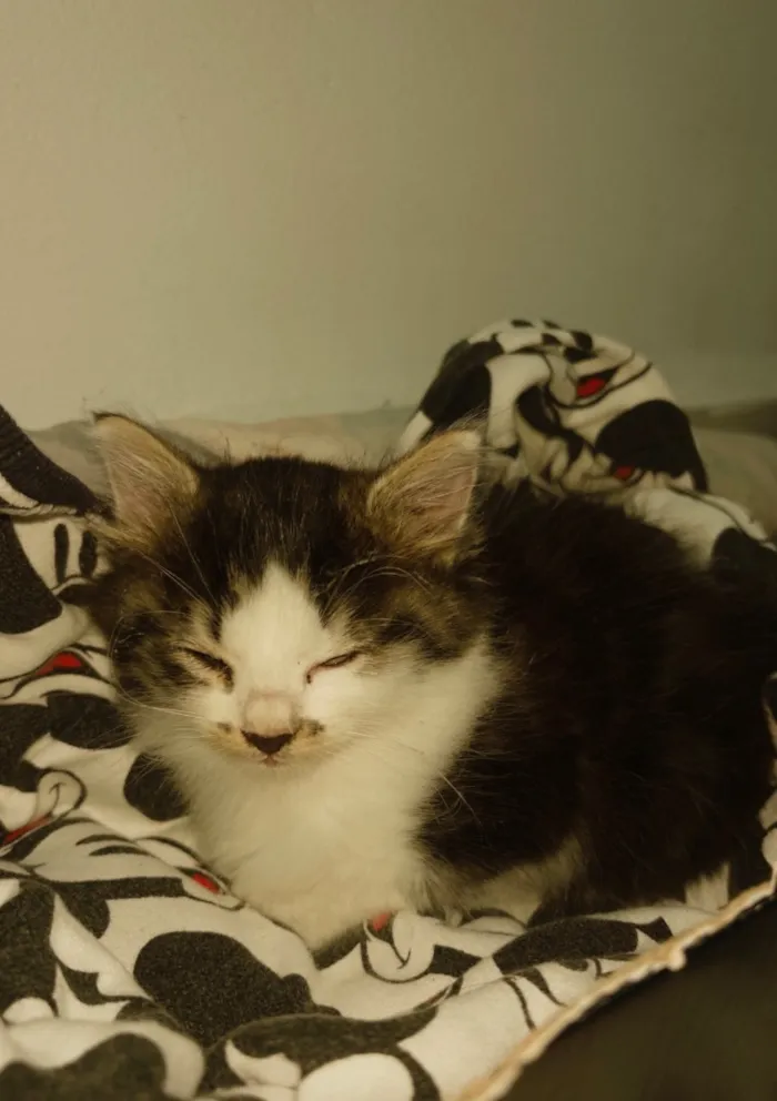 Gato raça SRD-ViraLata idade Abaixo de 2 meses nome Luna