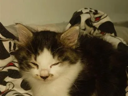 Gato raça SRD-ViraLata idade Abaixo de 2 meses nome Luna