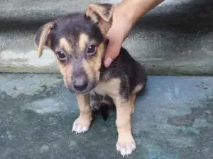 Cachorro raça Pastor Belga idade 2 a 6 meses nome zoe
