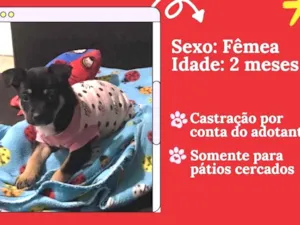 Cachorro raça SRD-ViraLata idade 2 a 6 meses nome pandora