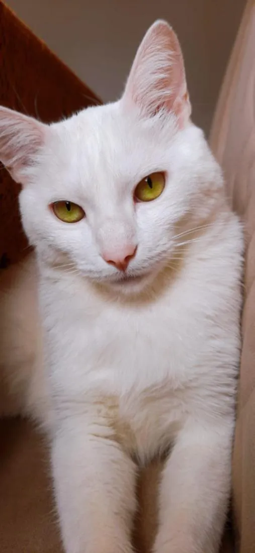 Gato raça SRD-ViraLata idade 2 anos nome Bentinho