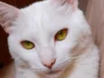 Bentinho