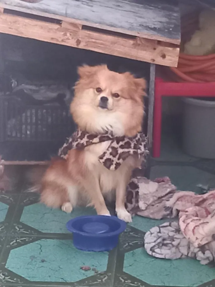 Cachorro raça SRD-ViraLata idade 7 a 11 meses nome bingo 