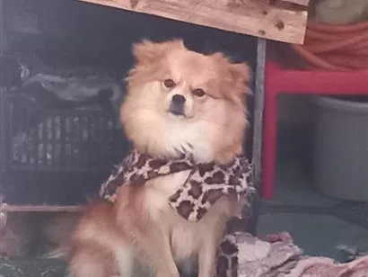 Cachorro raça SRD-ViraLata idade 7 a 11 meses nome bingo 