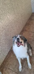 odin