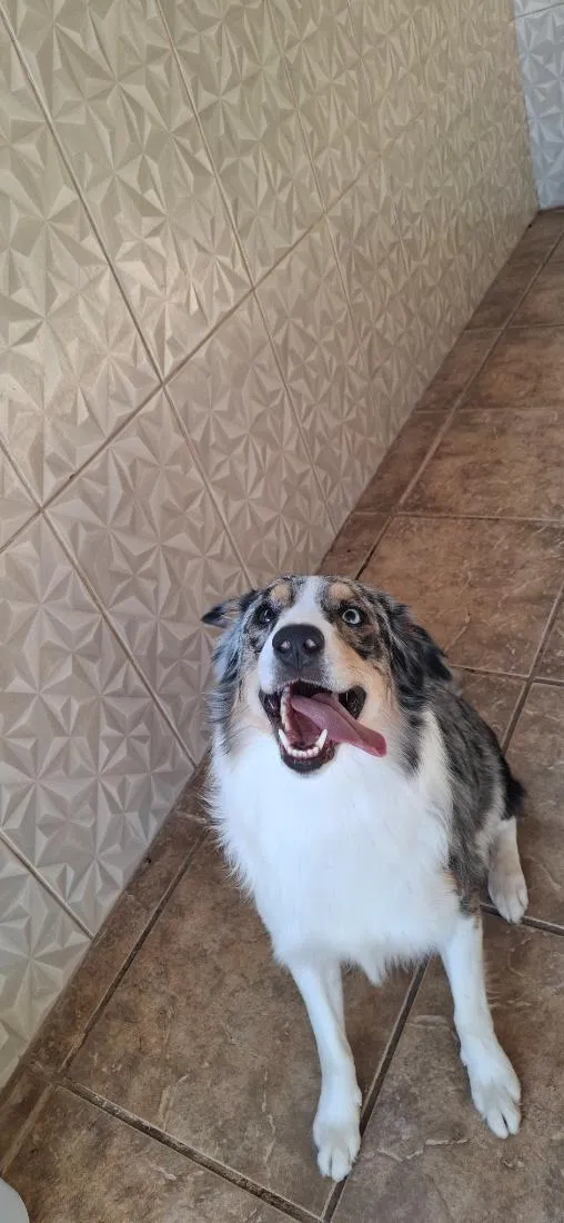 Cachorro raça SRD-ViraLata idade 1 ano nome odin