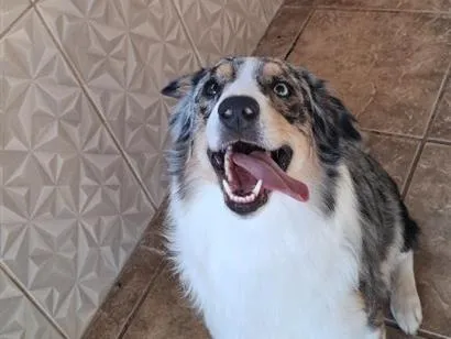 Cachorro raça SRD-ViraLata idade 1 ano nome odin