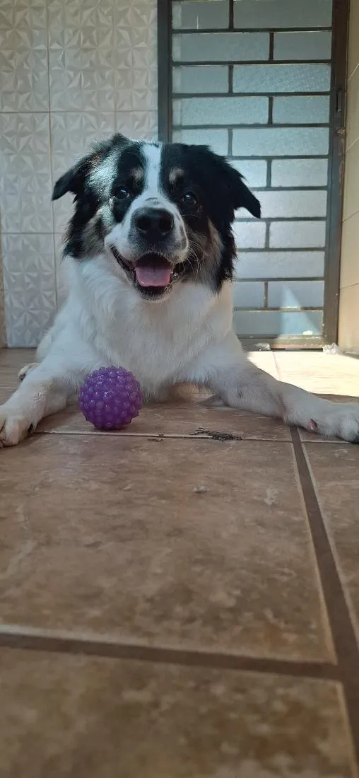 Cachorro raça SRD-ViraLata idade 1 ano nome luki