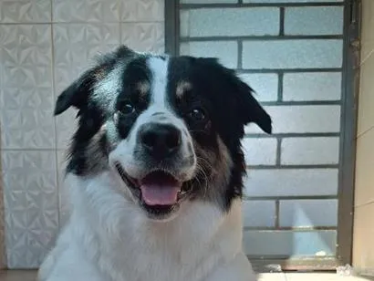 Cachorro raça SRD-ViraLata idade 1 ano nome luki