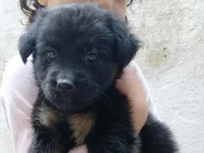 Cachorro raça SRD-ViraLata idade 2 a 6 meses nome sombra 
