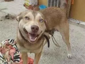 Cachorro raça SRD-ViraLata idade 1 ano nome Wesley