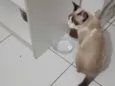 Bolinha