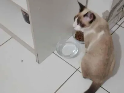 Gato raça Siamês idade 2 a 6 meses nome Bolinha