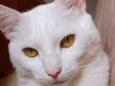 Bentinho