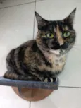 Bibi