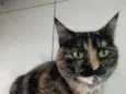 Bibi