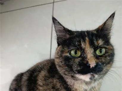 Gato raça SRD-ViraLata idade 2 anos nome Bibi
