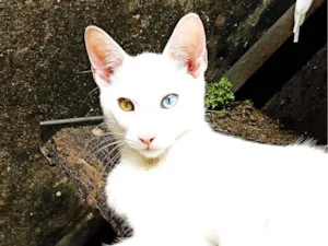 Gato raça SRD-ViraLata idade 2 a 6 meses nome Gato 