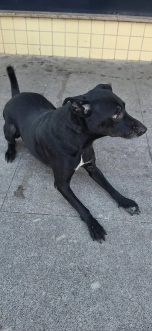 Cachorro raça SRD-ViraLata idade 4 anos nome woody