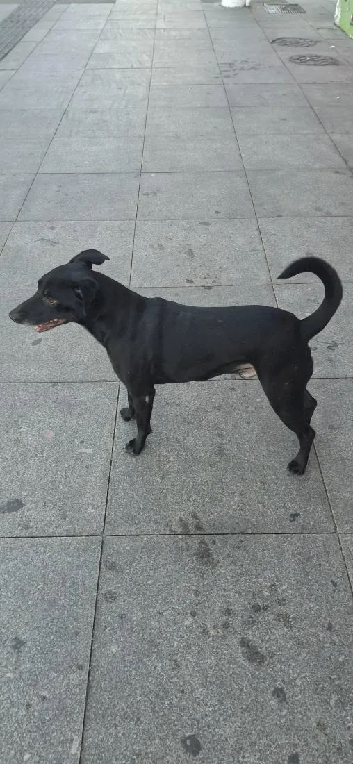 Cachorro raça SRD-ViraLata idade 4 anos nome woody