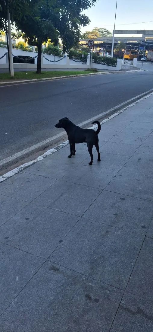 Cachorro raça SRD-ViraLata idade 4 anos nome woody