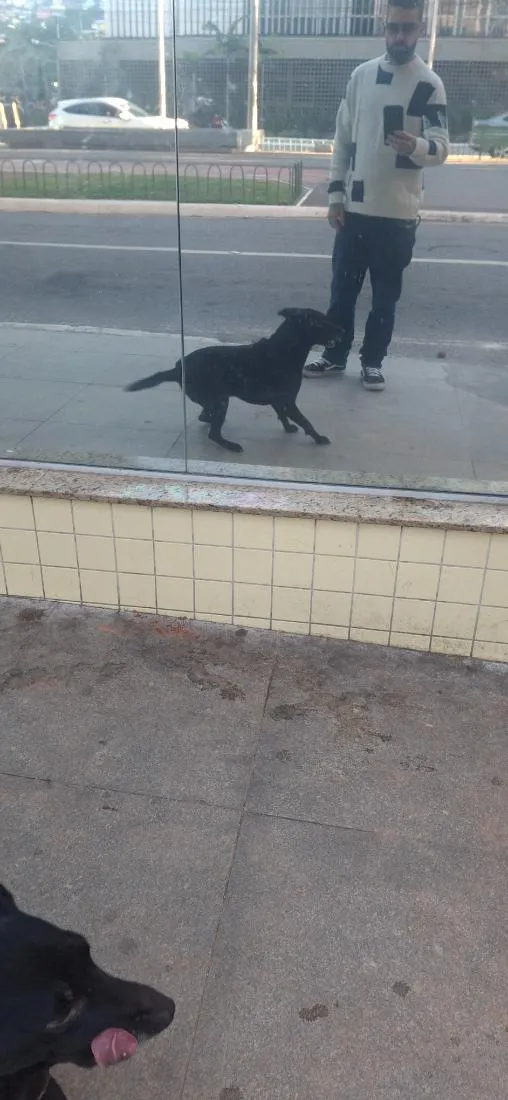 Cachorro raça SRD-ViraLata idade 4 anos nome woody