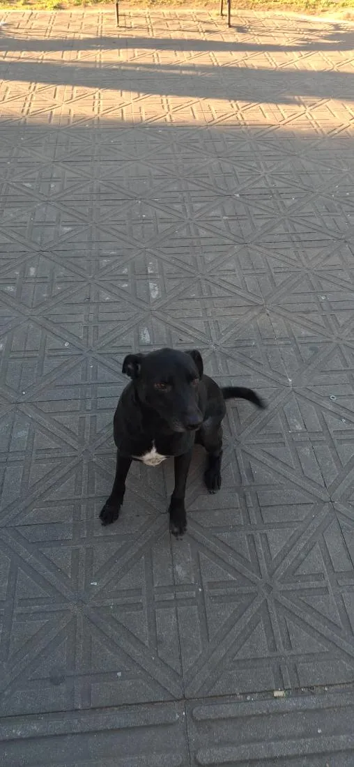 Cachorro raça SRD-ViraLata idade 4 anos nome woody