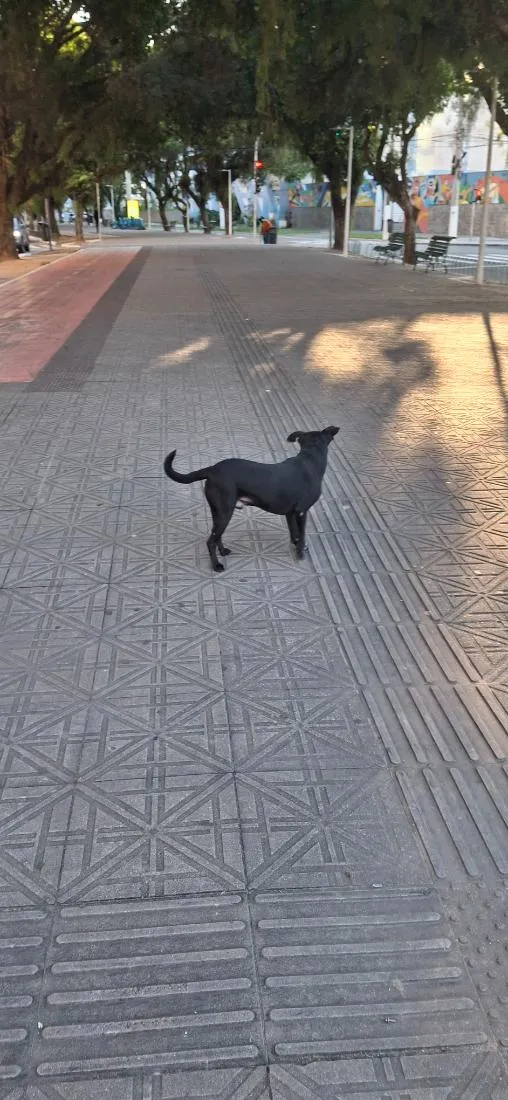 Cachorro raça SRD-ViraLata idade 4 anos nome woody