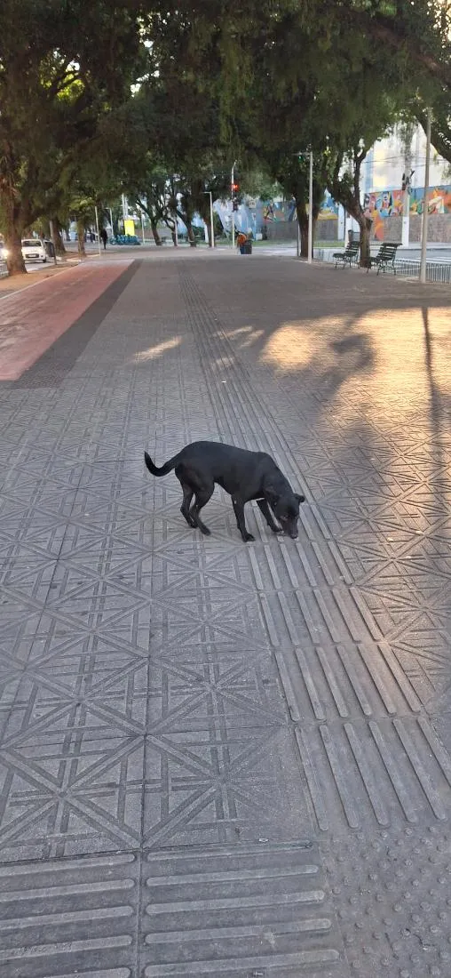 Cachorro raça SRD-ViraLata idade 4 anos nome woody