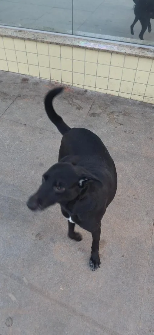 Cachorro raça SRD-ViraLata idade 4 anos nome woody