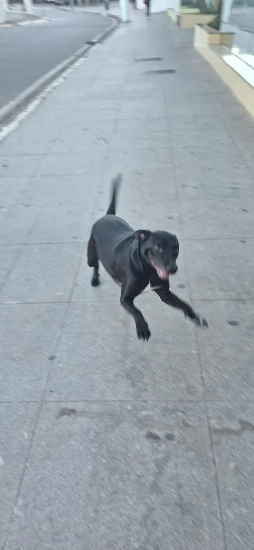 Cachorro raça SRD-ViraLata idade 4 anos nome woody
