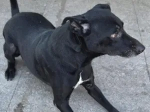 Cachorro raça SRD-ViraLata idade 4 anos nome woody