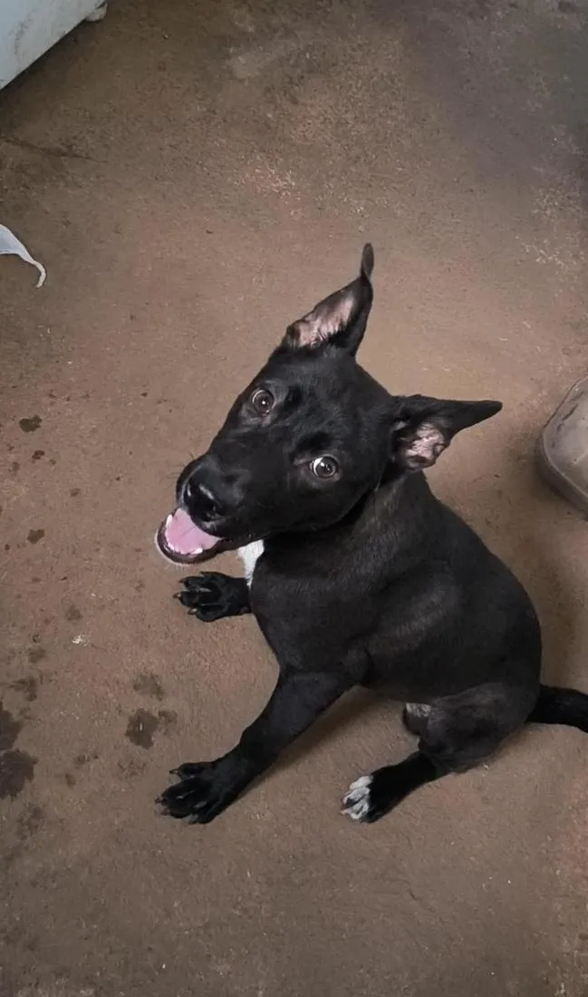 Cachorro raça SRD-ViraLata idade 1 ano nome Aquira